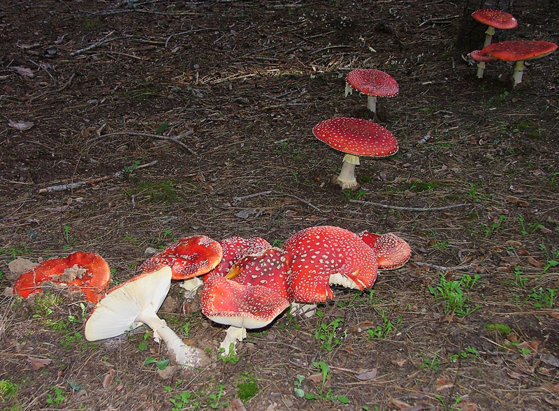 Amanita muscaria